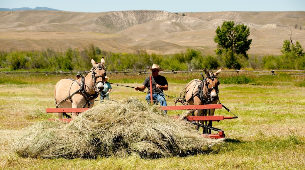 Grant-Kohrs Ranch National Historic Site showing tranquil scenes