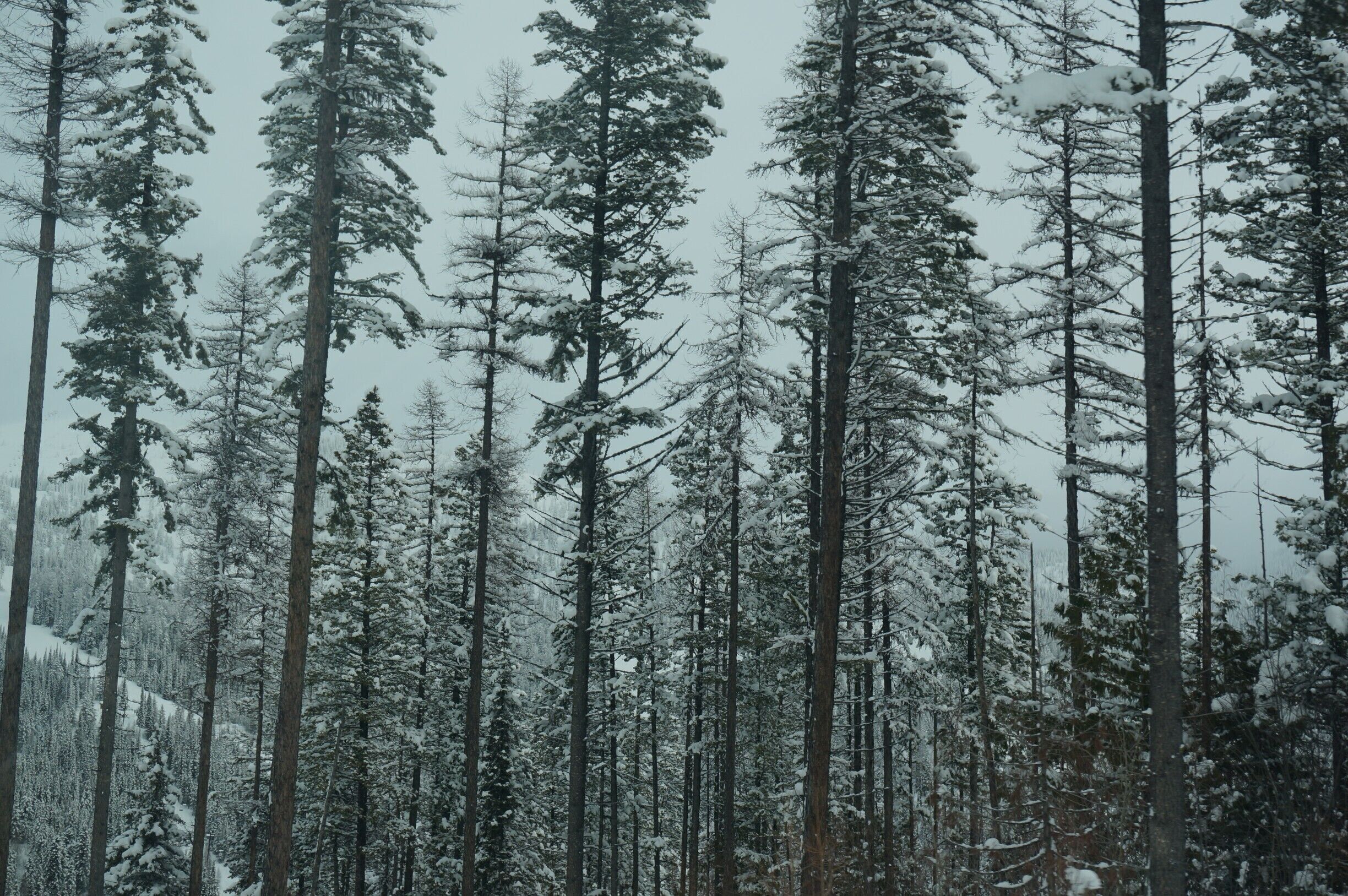 Most amazing snow view I have ever seen, took this from the snow shuttle on the way up to the mountains.
Did you know that during the winter operating season, you can ride the snow shuttle for free throughout town and the mountain resort?
#lifeatexpedia #my2016