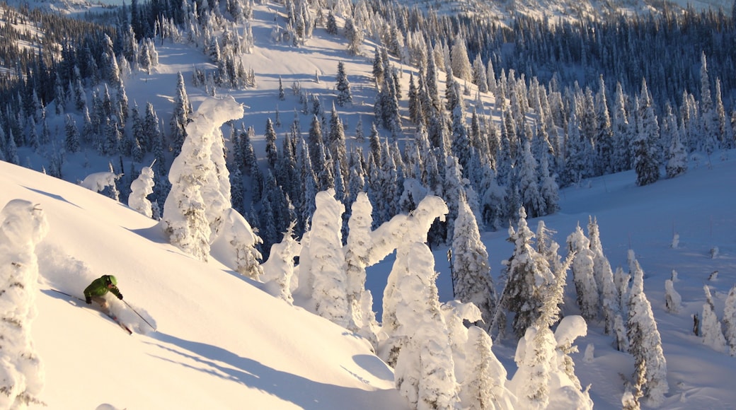 Whitefish Mountain Ski Resort featuring forest scenes and snow