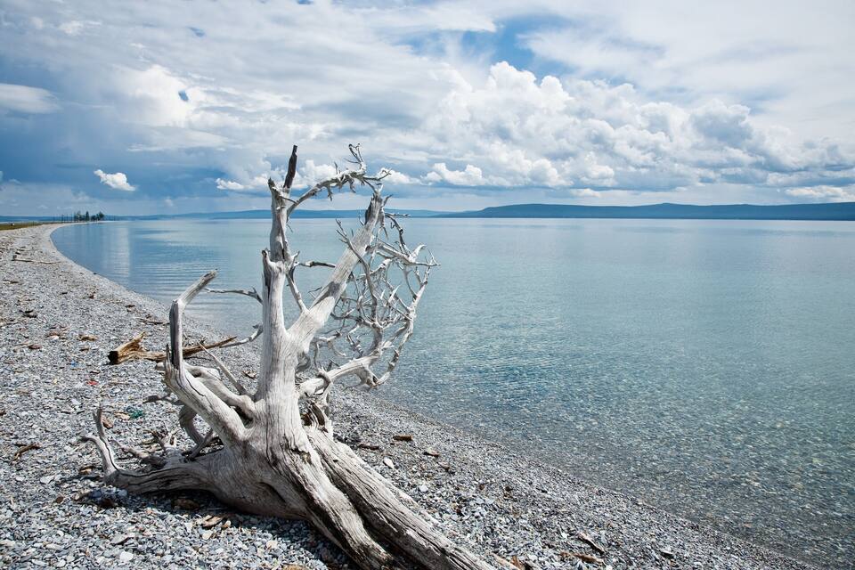 A dead tree trunk on a pebbly shore with a calm lake and mountains in the background.