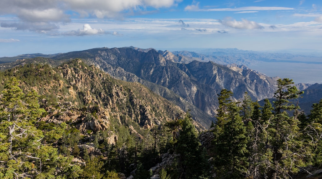 Parc national de San Pedro Martir
