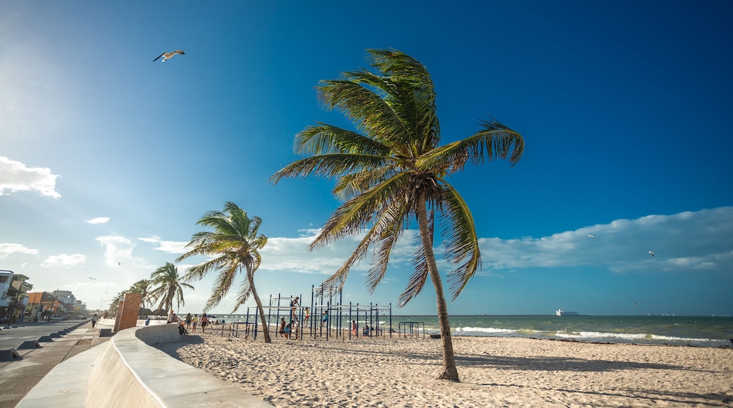 Palms on Progreso Beach
