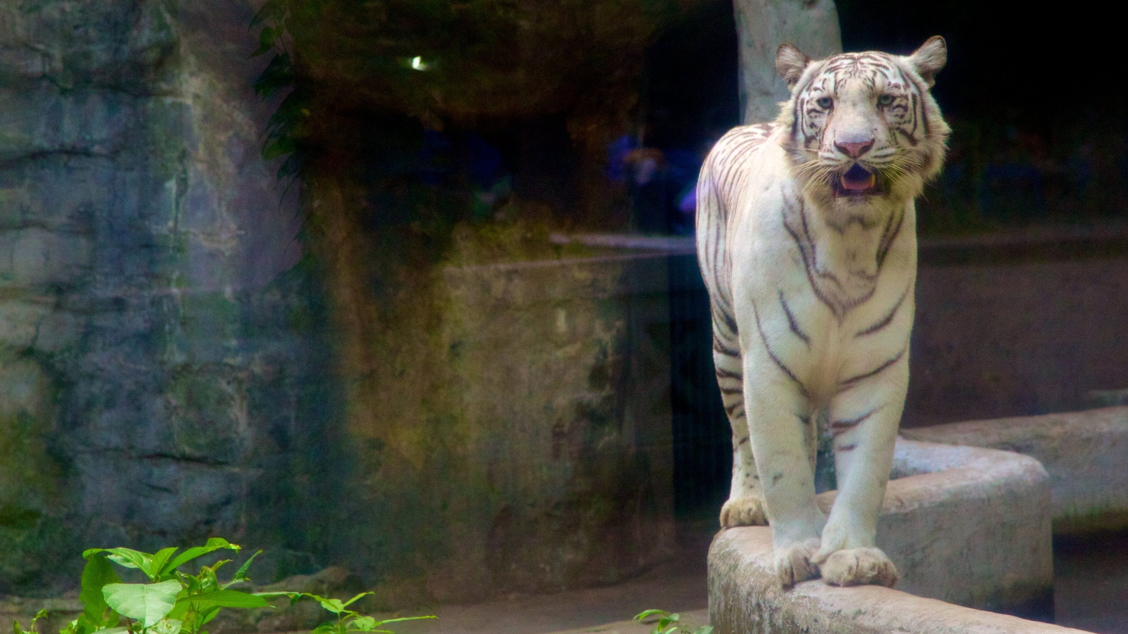 Saigon Zoo and Botanic Garden showing zoo animals and dangerous animals