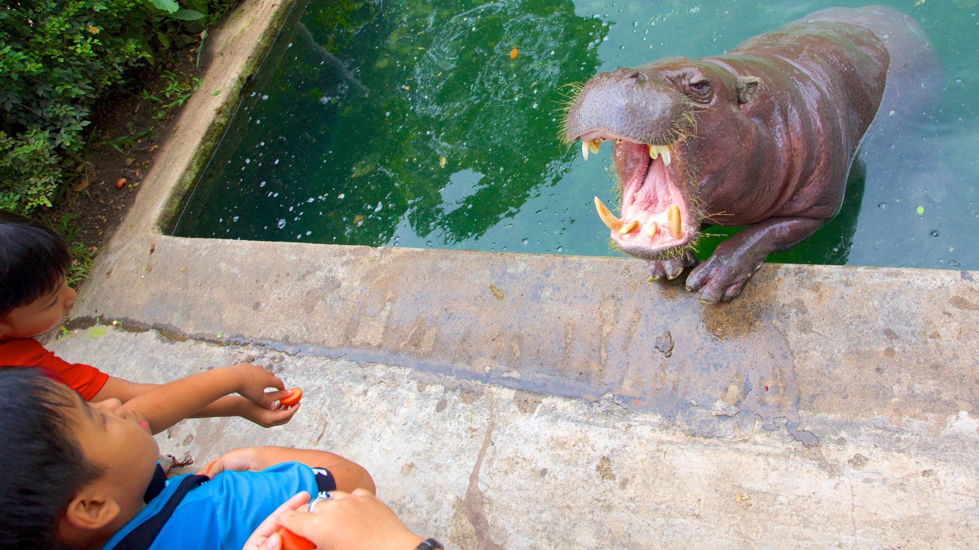 Saigon Zoo and Botanic Garden featuring zoo animals and land animals as well as children