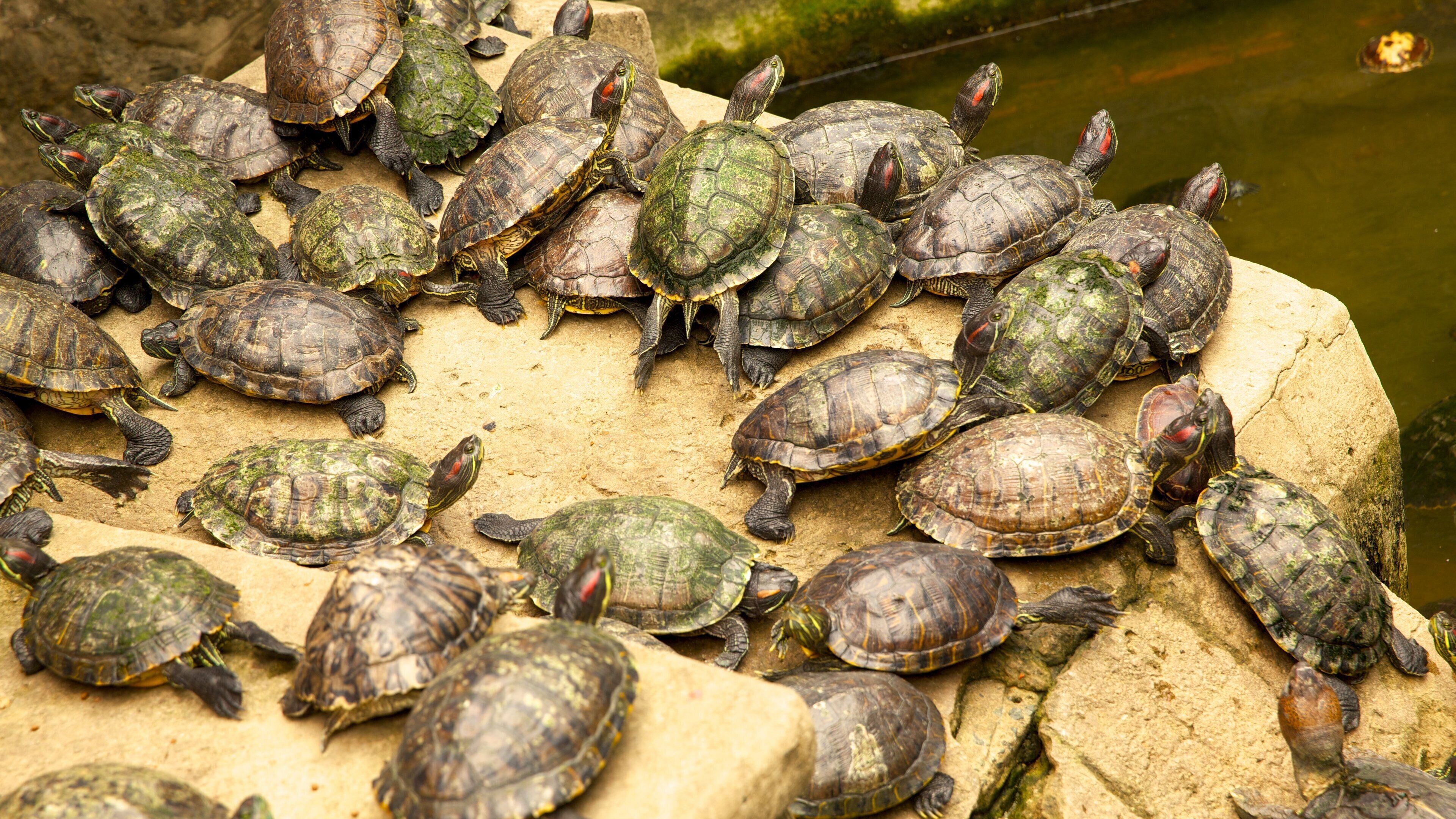 Pagode des Jadekaisers welches beinhaltet Meeresbewohner und Tiere