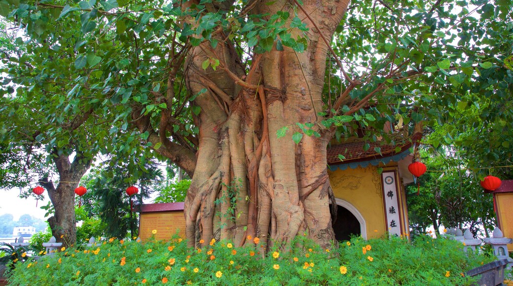 Pagoda Tran Quoc que incluye un jardín