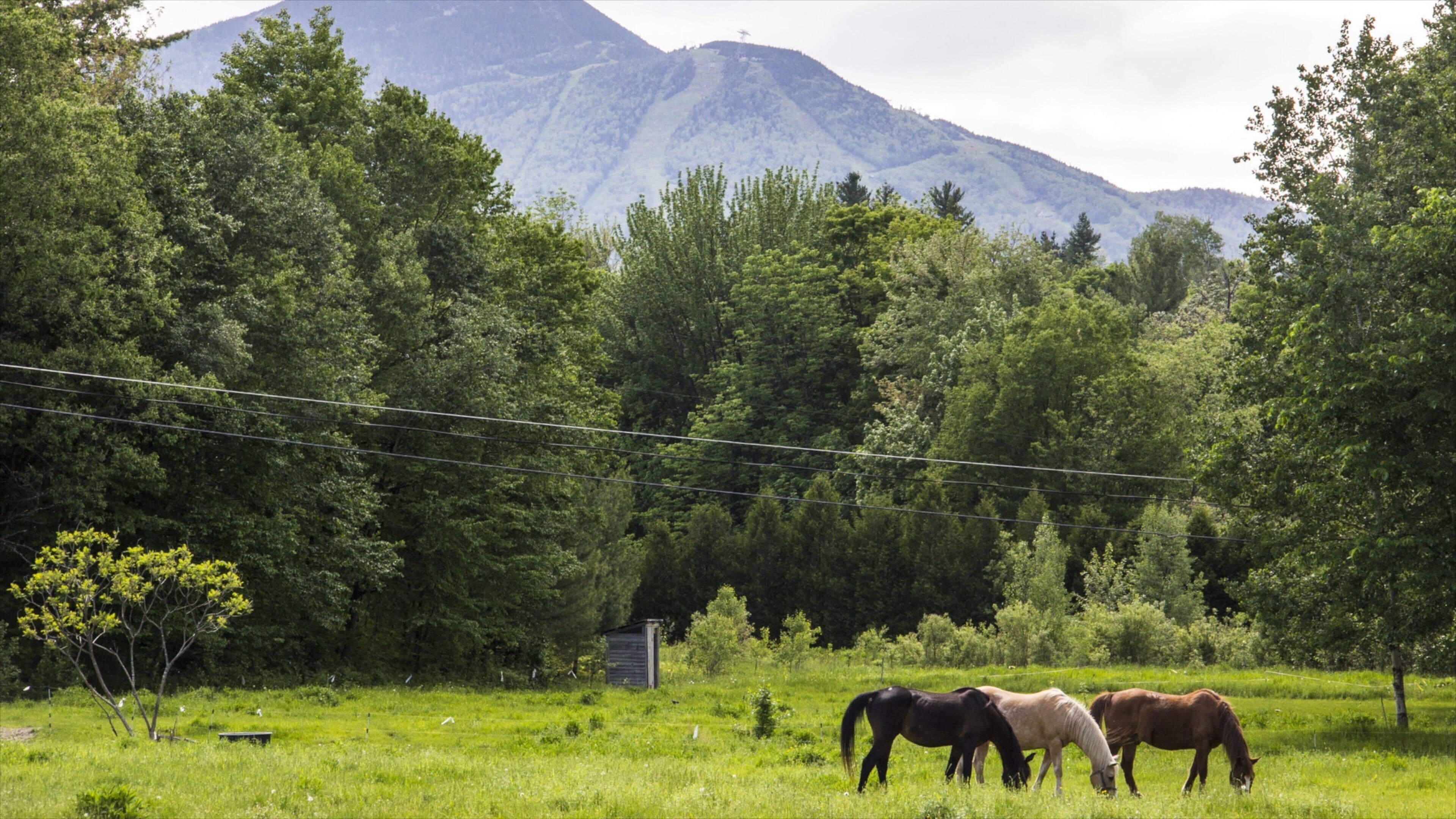 A grassy field with horses grazing, surrounded by trees and a mountain in the background.