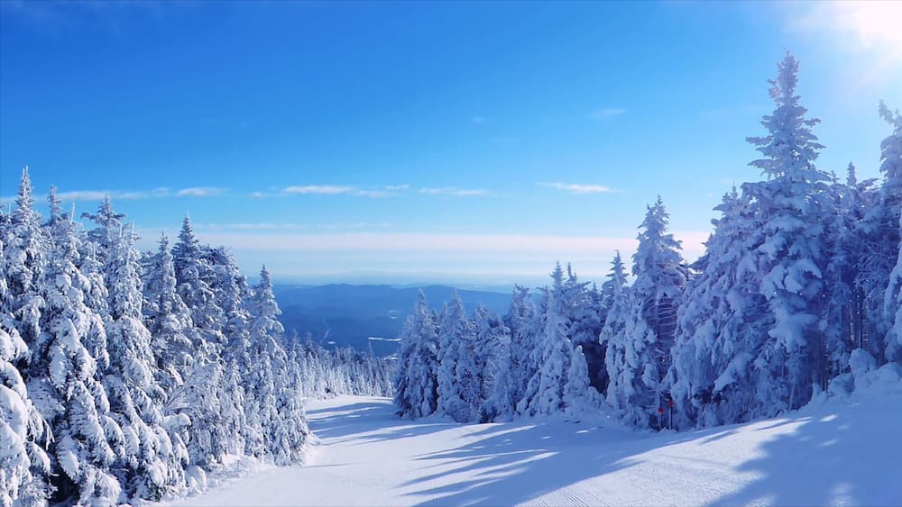 Une forêt enneigée sous un ciel bleu dégagé.