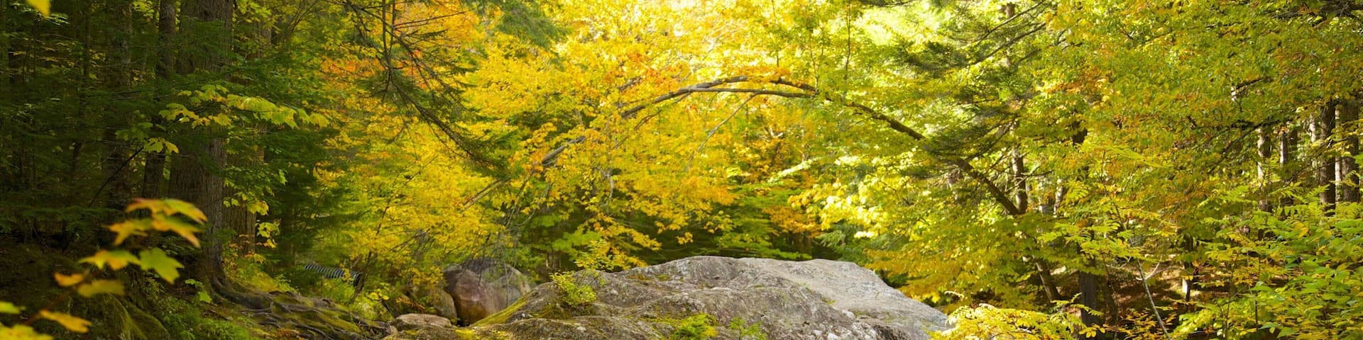 Green Mountain National Forest qui includes feuilles d\'automne et forĂȘts