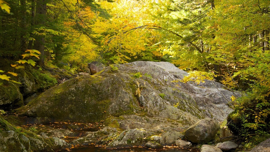 Green Mountain National Forest which includes forests and autumn leaves