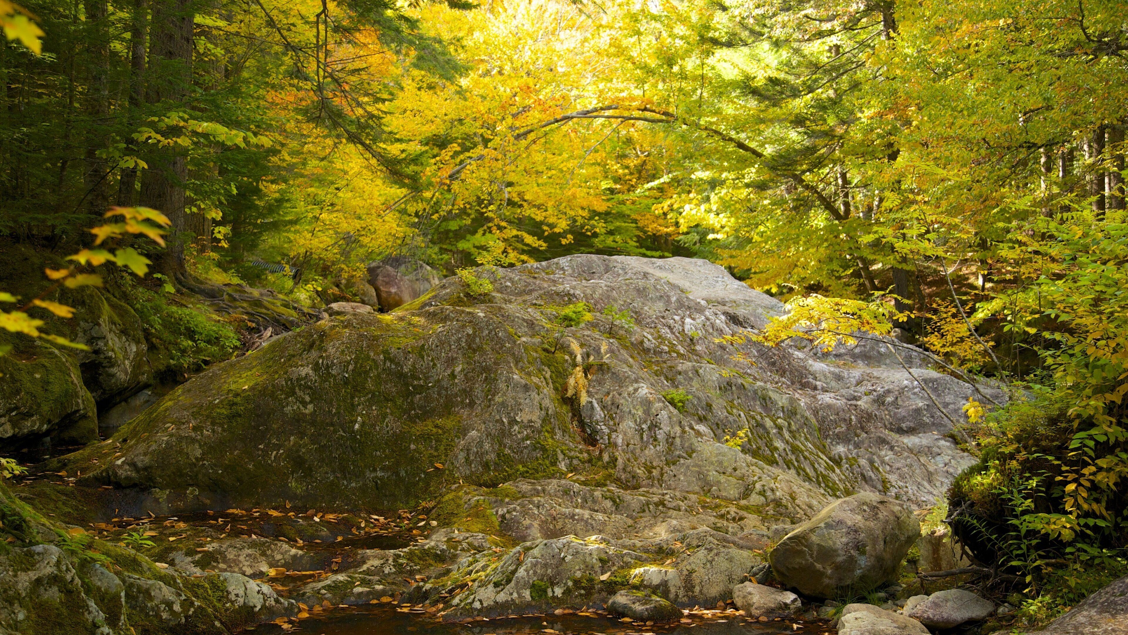 A forest with a moss-covered rock and a stream.