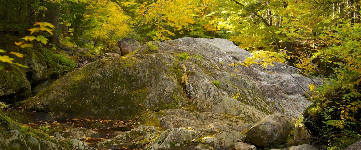 A forest with a moss-covered rock and a stream.