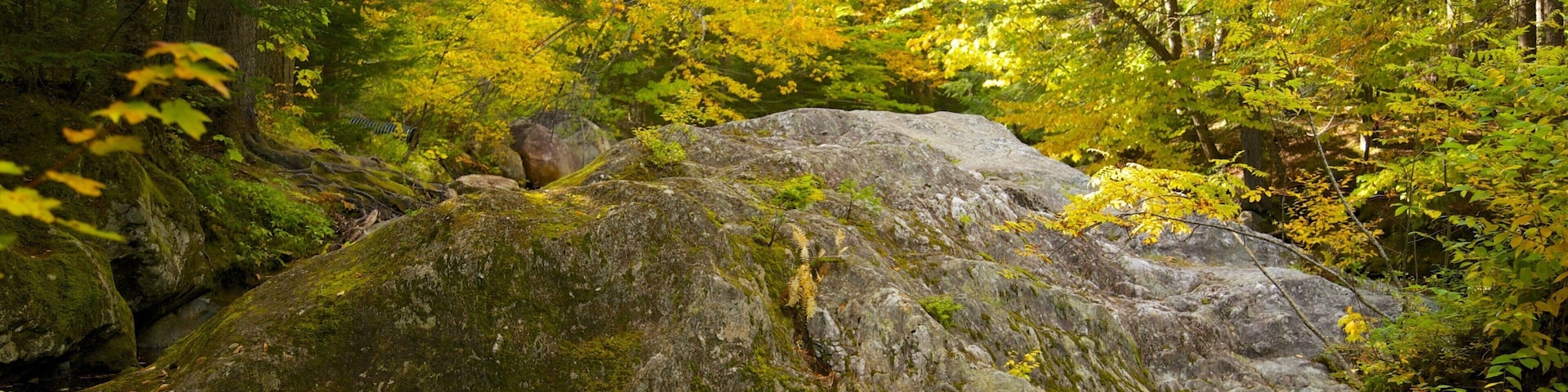 A forest with a moss-covered rock and a stream.