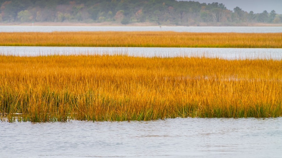 Open Salt Marsh in Reheboth Bay From Burton Island, Delaware Seashore State Park, Delaware, USA