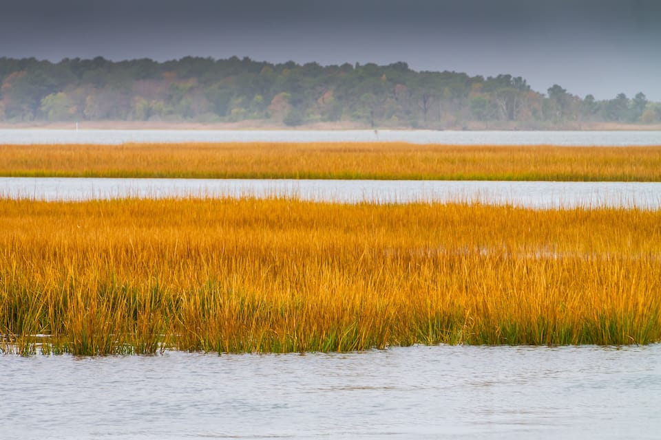 A flooded field with golden reeds and a forest in the background.