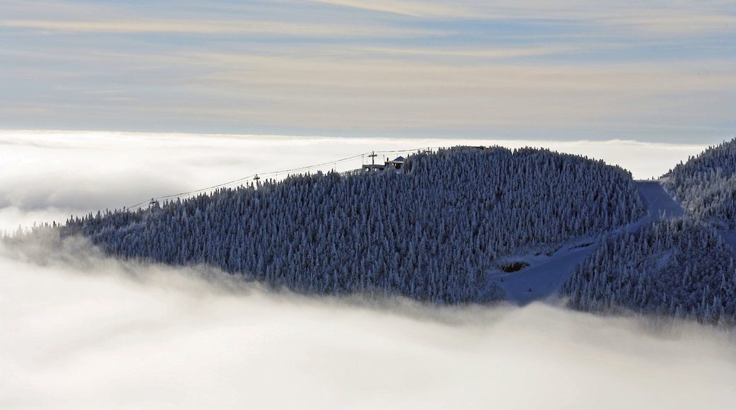 Stowe Mountain Resort featuring mist or fog, snow and forests