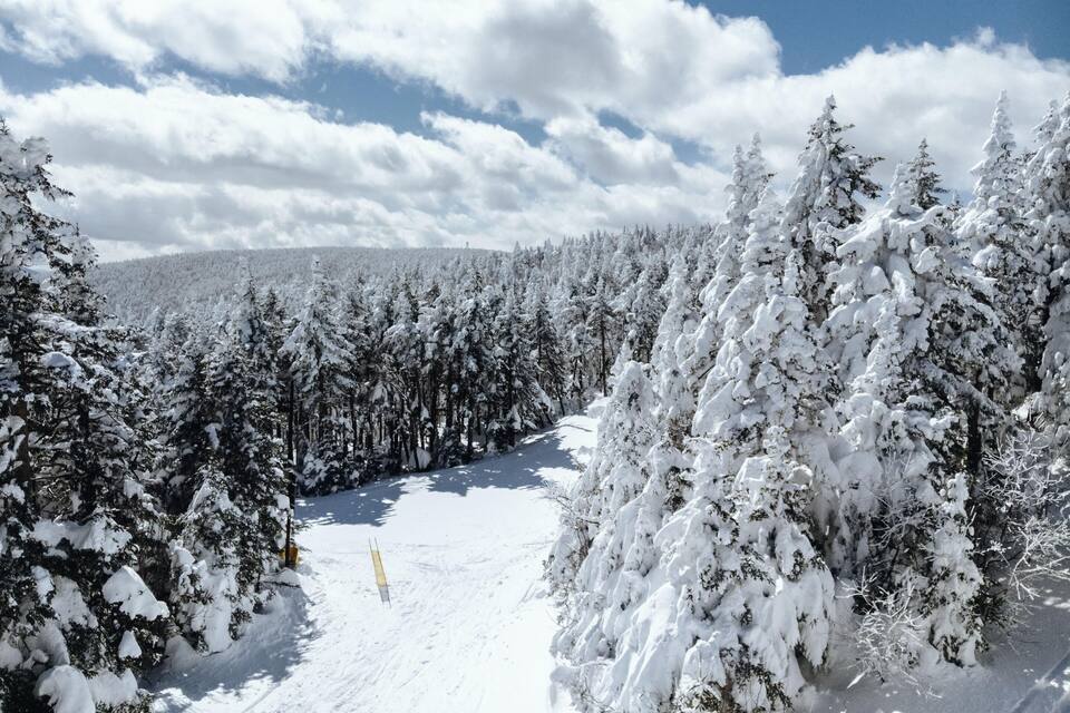 A snow-covered forest with a clear sky.