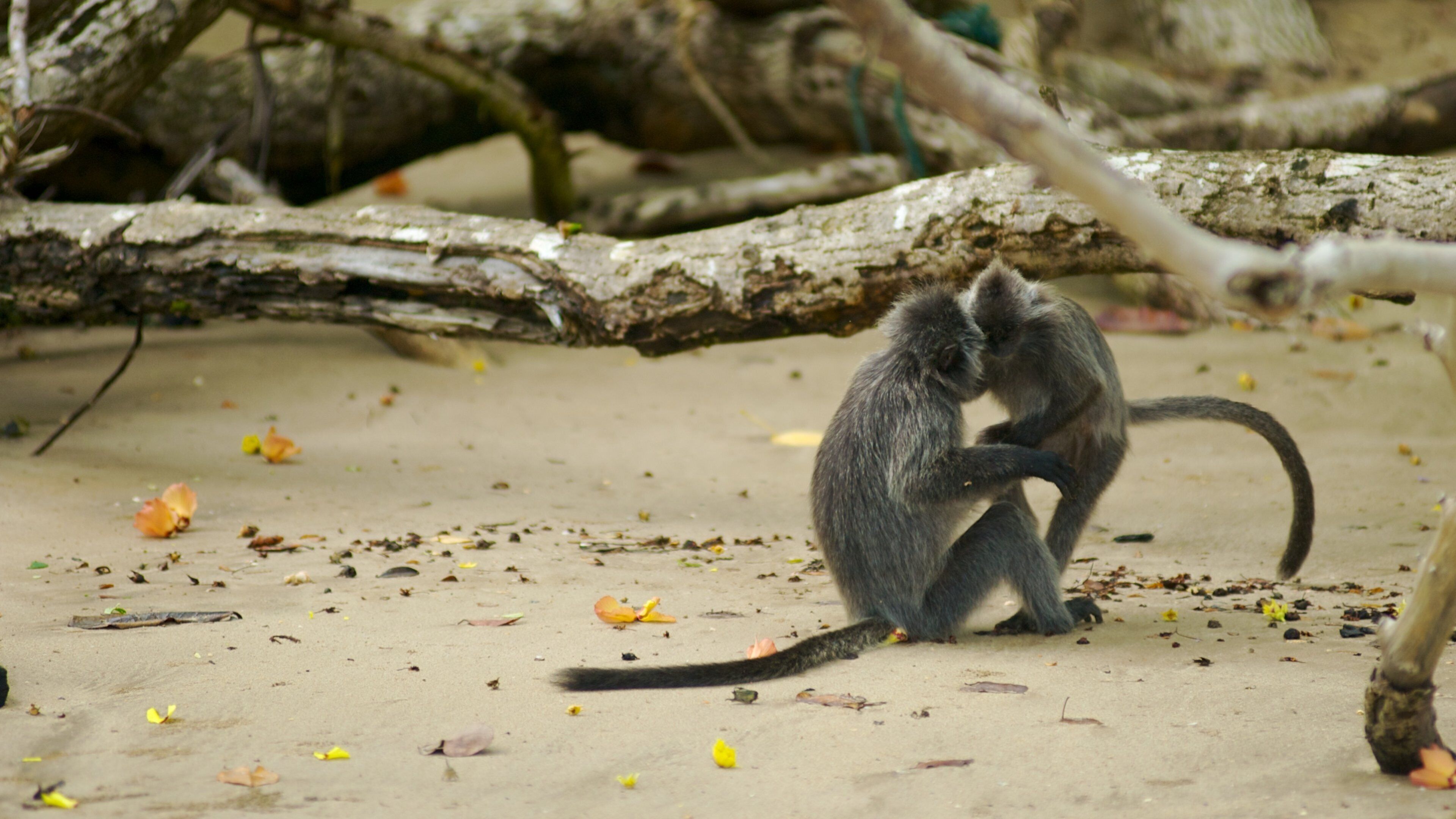 Bako National Park showing a park, zoo animals and animals