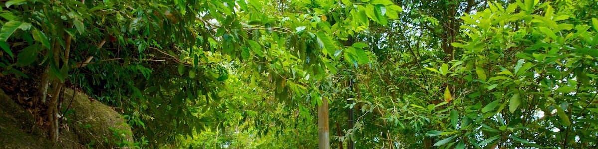 Penang National Park which includes a garden