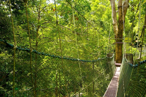 Parc National de Penang montrant passerelle ou pont suspendu et forĂȘts