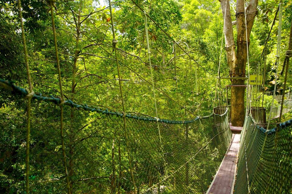 A suspension bridge in a dense forest.