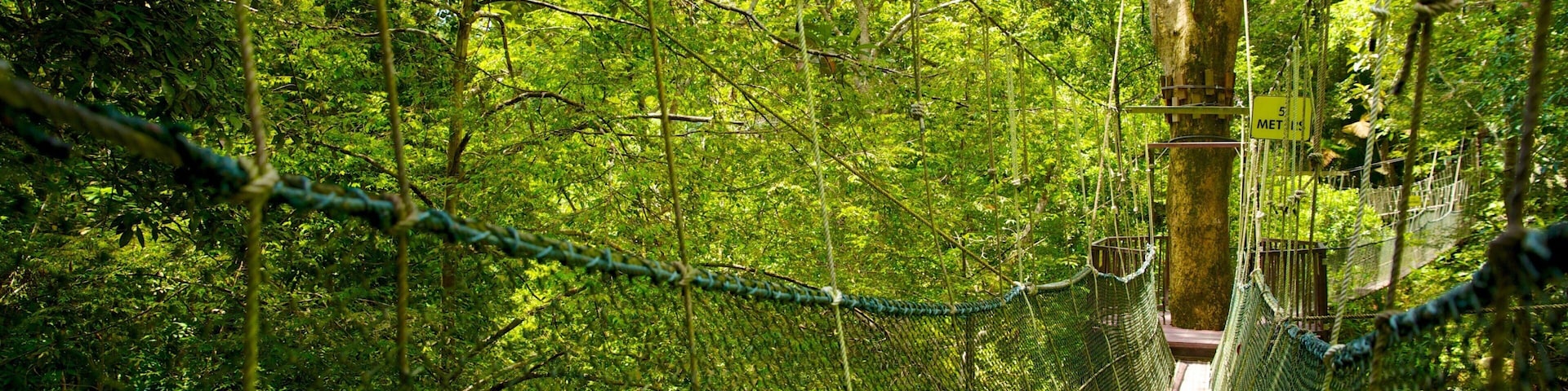 Parc National de Penang montrant passerelle ou pont suspendu et forĂȘts
