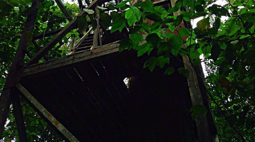 Falling down look out, Lambir Hills Malaysia.