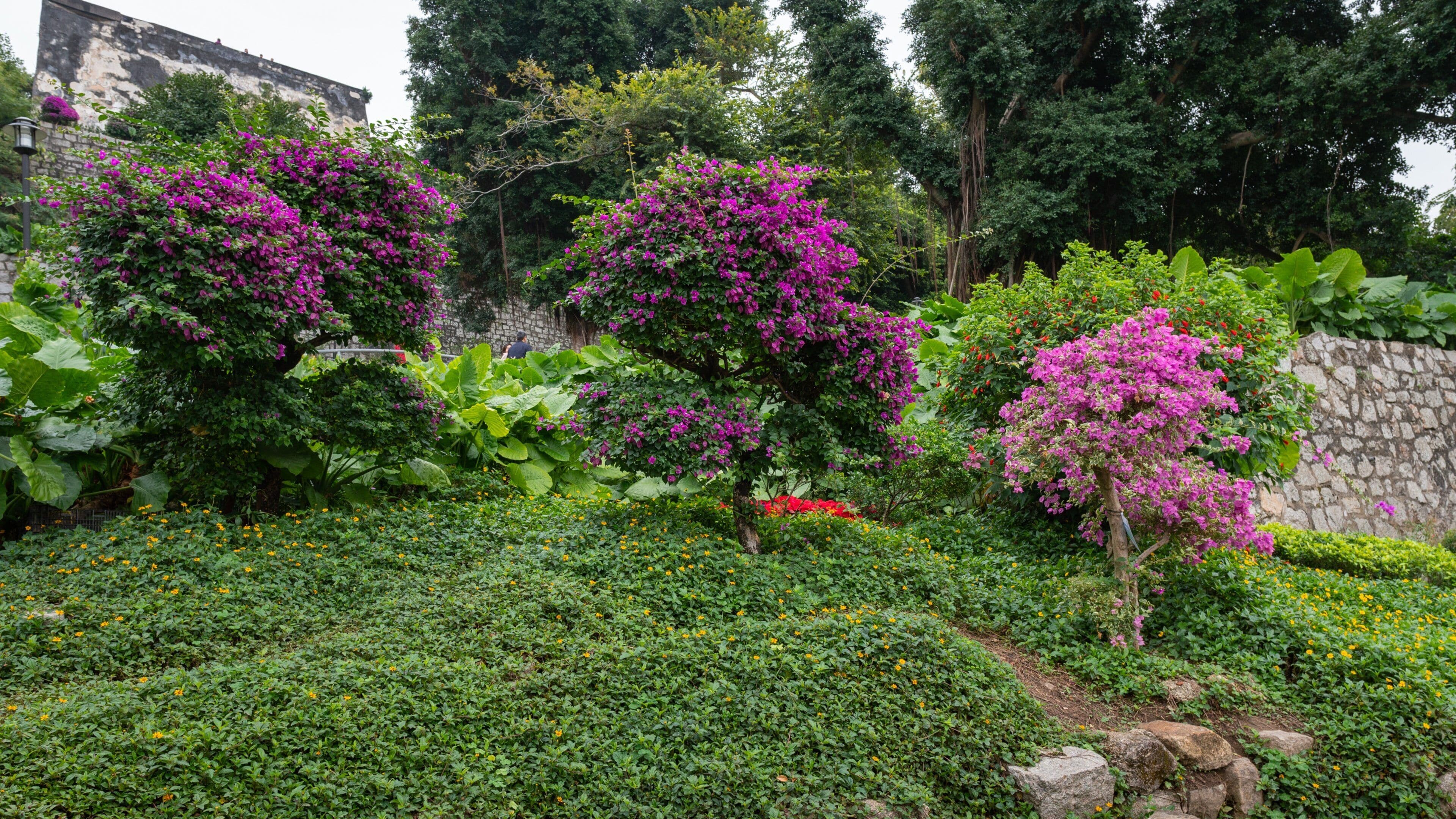 Barra Fort showing wildflowers and a park
