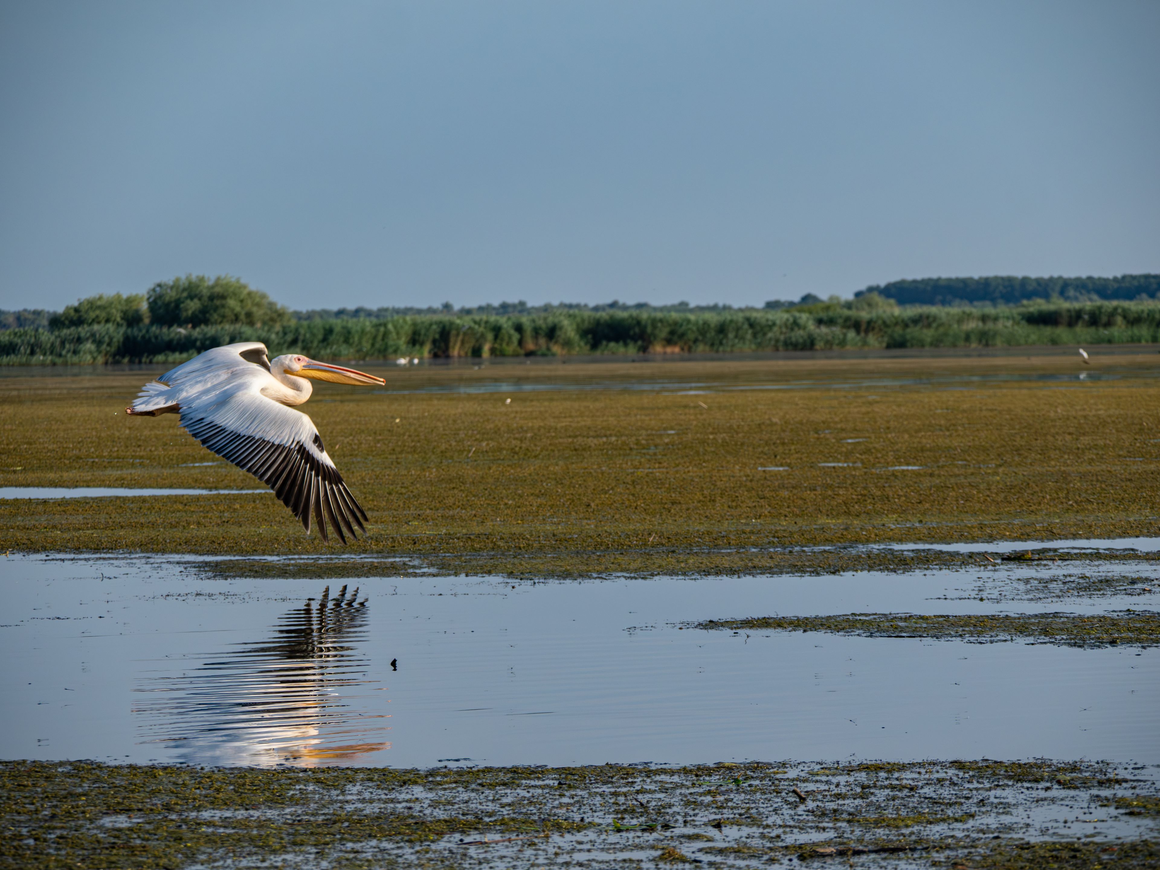 Een pelikaan vliegt boven een moerasgebied, het water weerspiegelt de lucht.