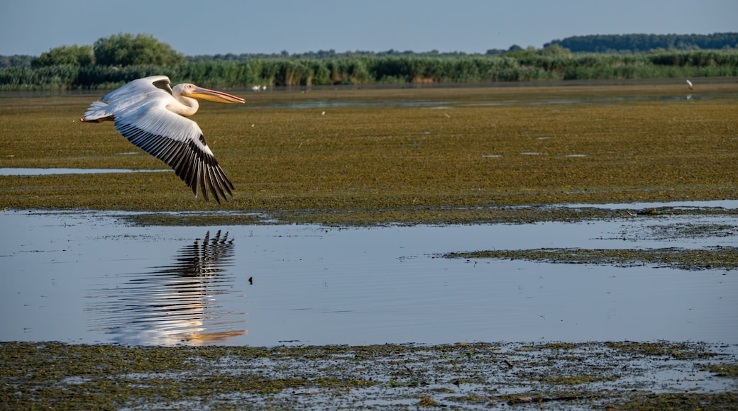 Een pelikaan vliegt boven een moerasgebied, het water weerspiegelt de lucht.