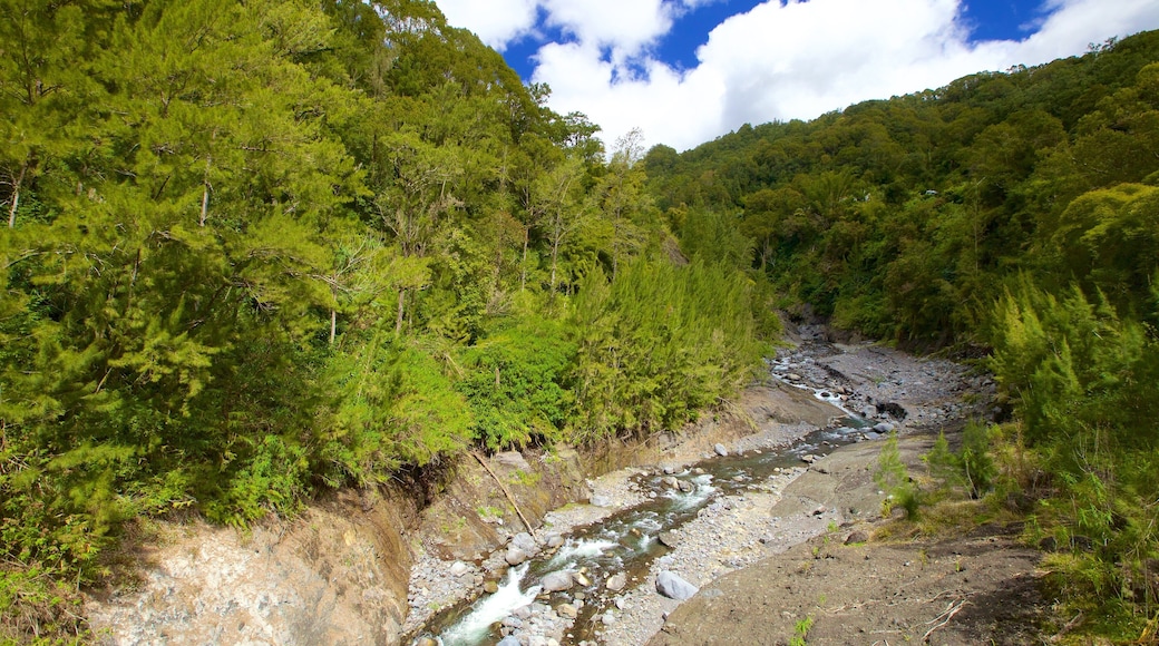 La RĂ©union montrant forĂȘts et riviĂšre ou ruisseau