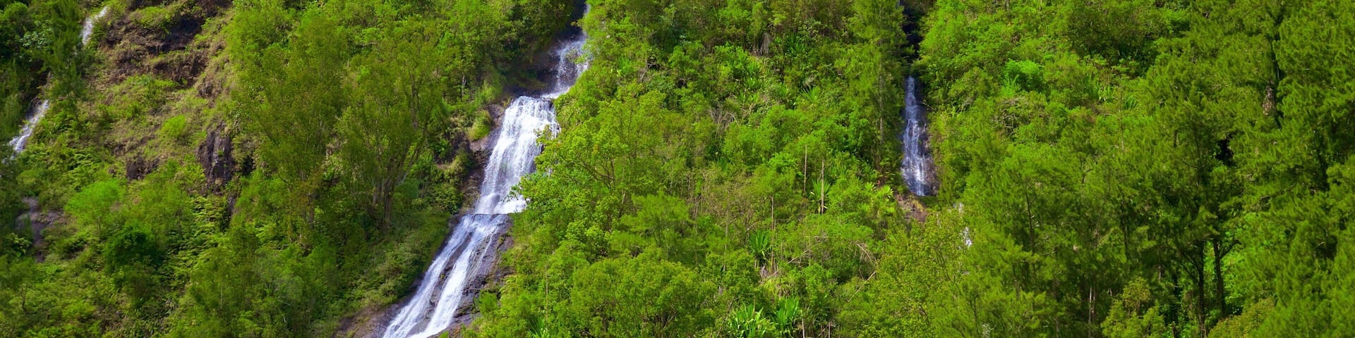 Reunion featuring a cascade and forests