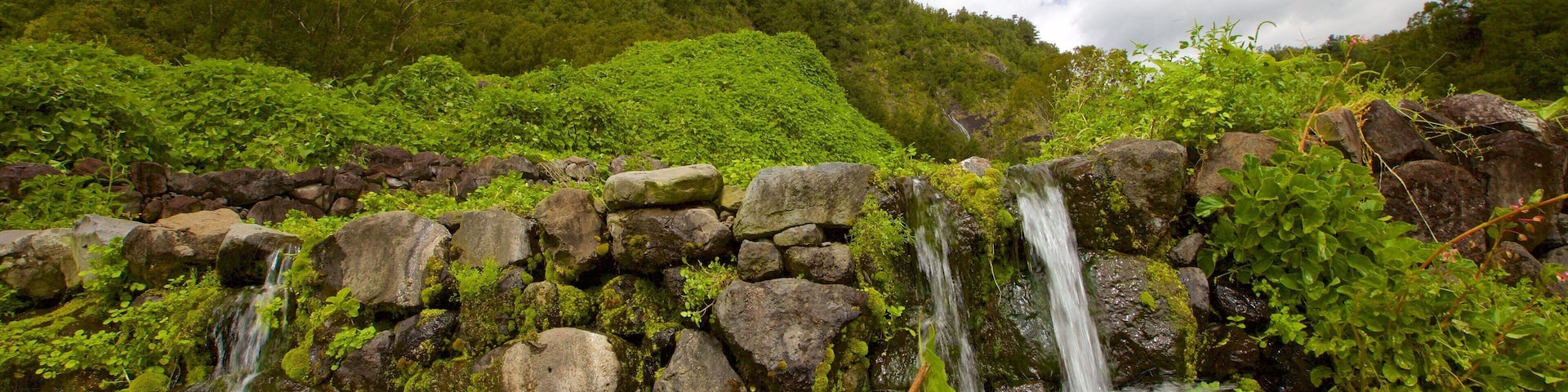 Reunion which includes tranquil scenes, forest scenes and a river or creek