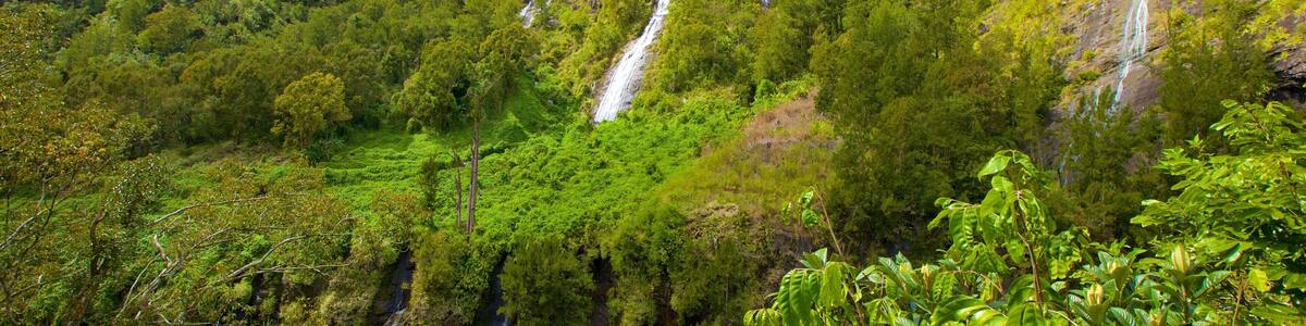Reunion featuring mountains and forests