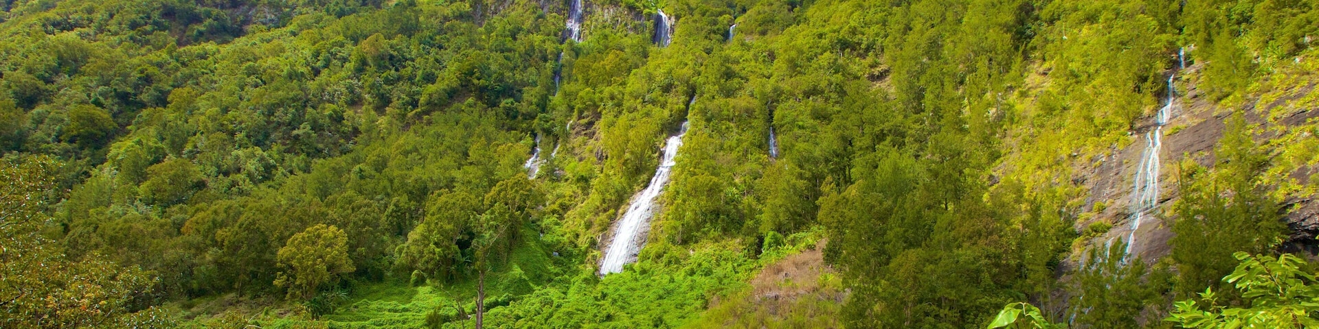 Reunion which includes forest scenes and mountains