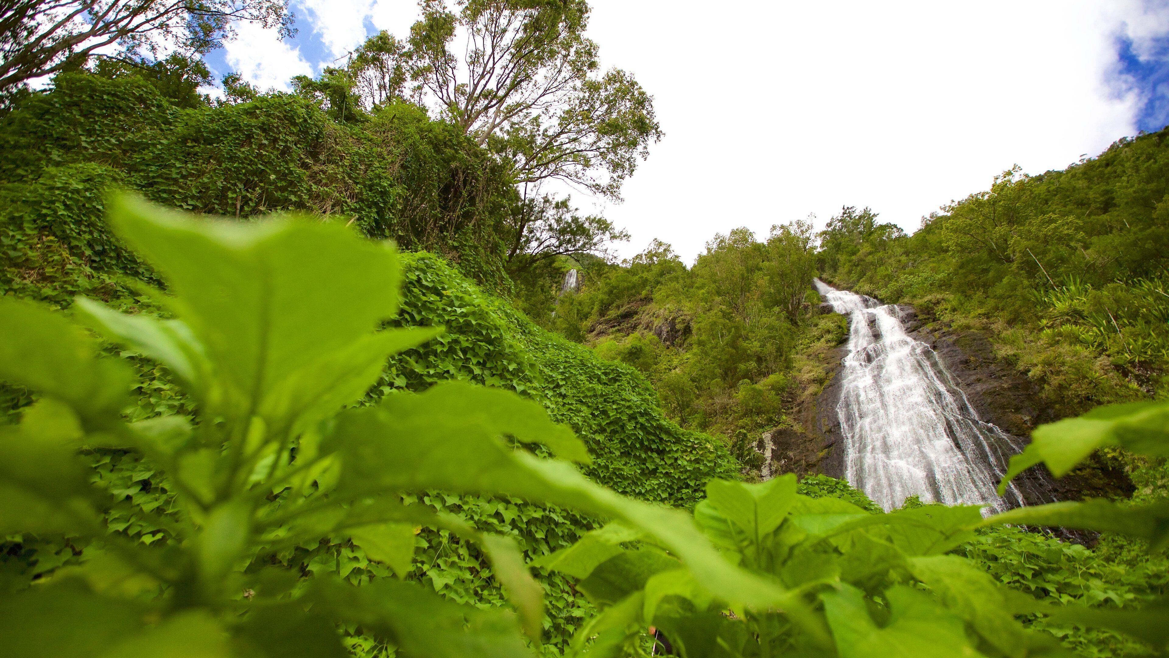 Le Voile de la Mariee featuring vesiputous ja metsät