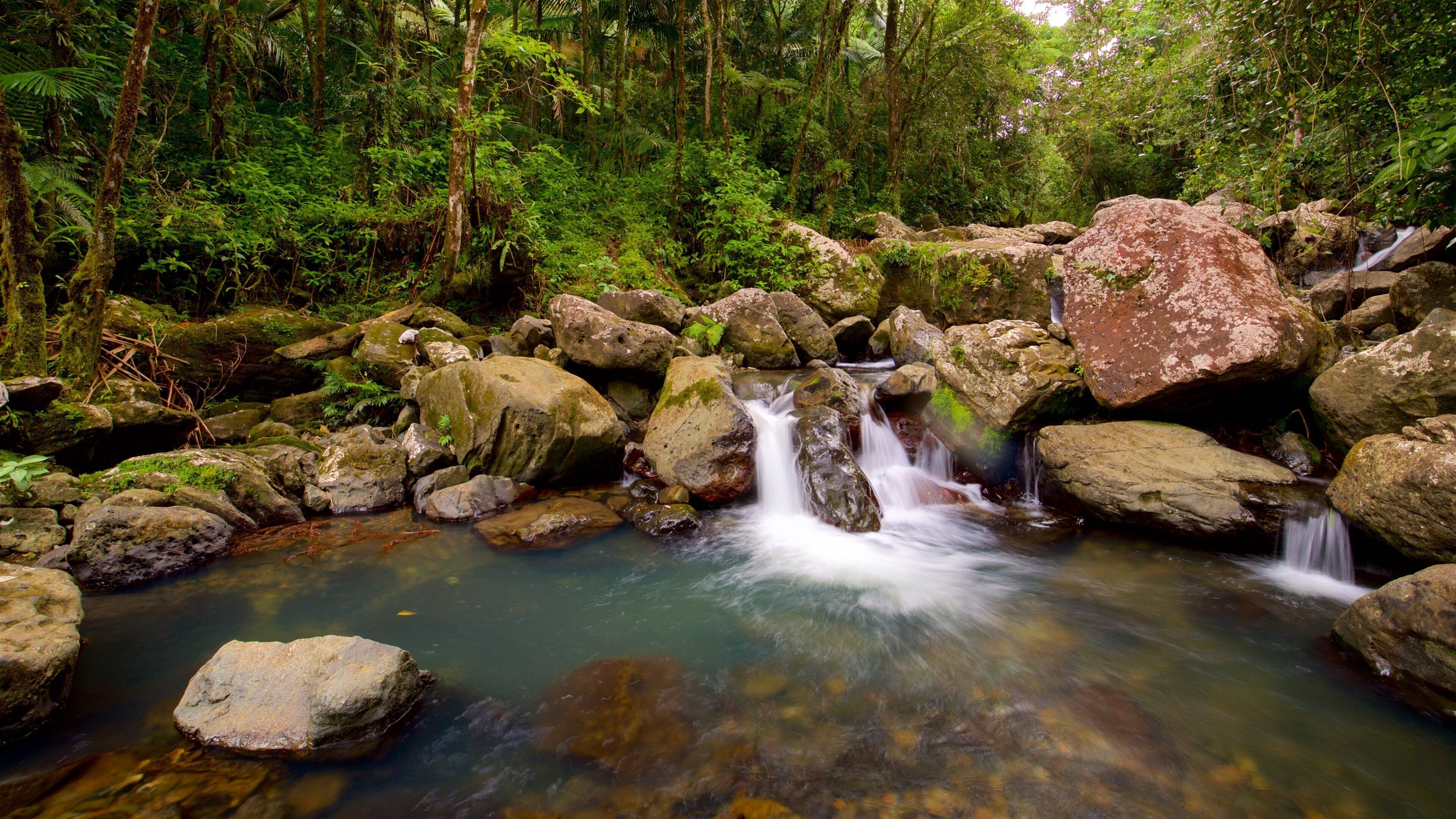 A forest stream with rocks and ferns.