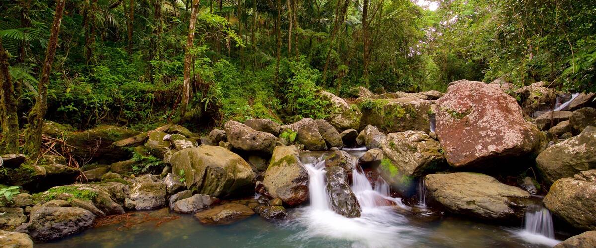A forest stream with rocks and ferns.