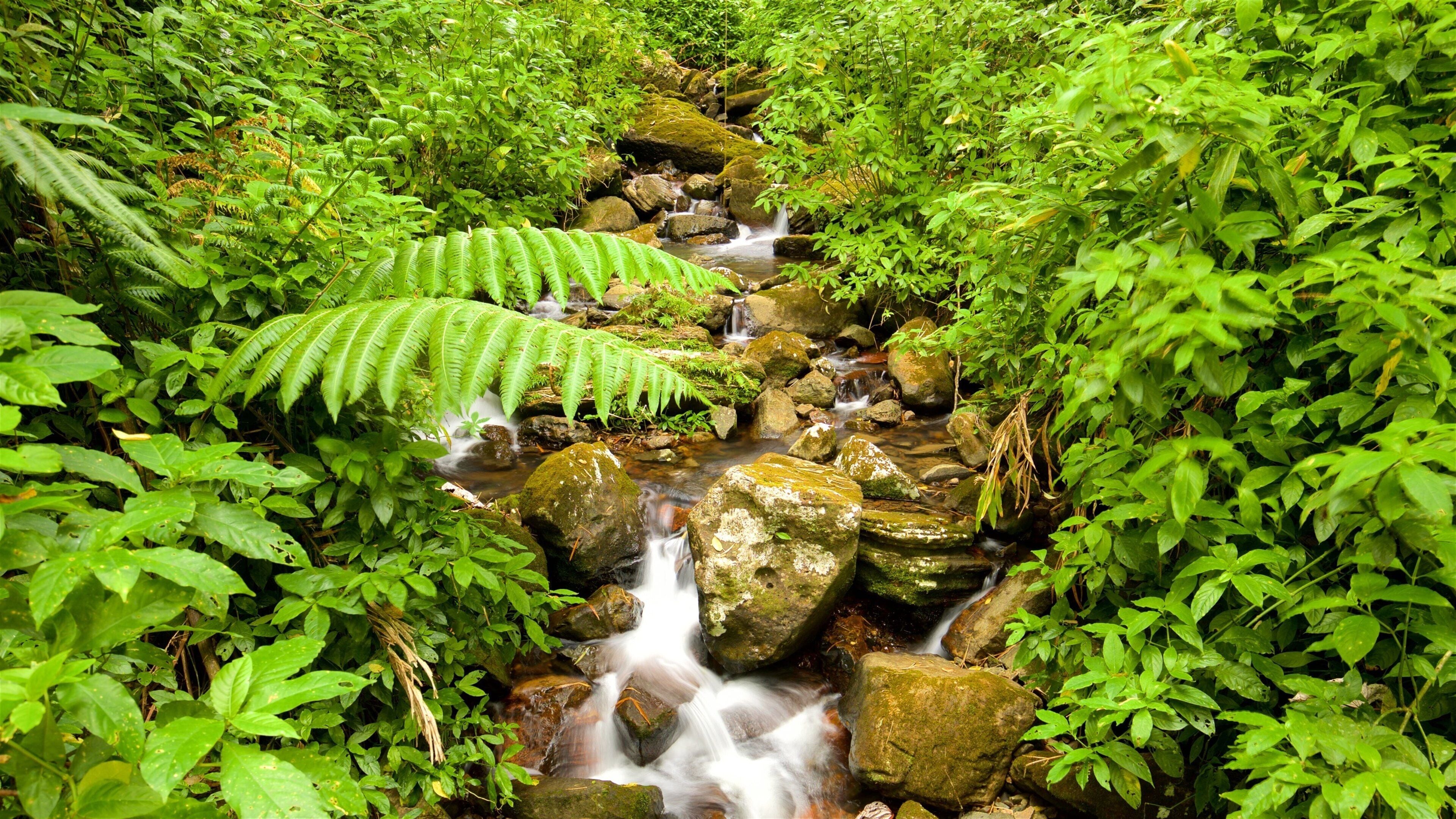 El Yunque National Forest