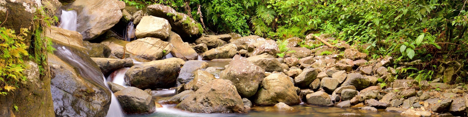 Forêt nationale de El Yunque