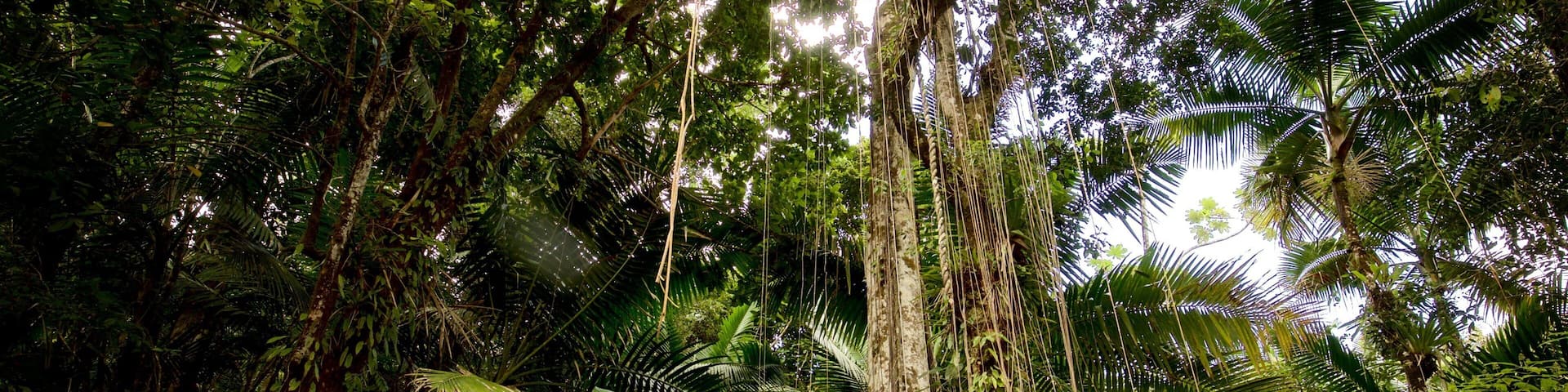 A dense rainforest with tall trees and lush ferns.