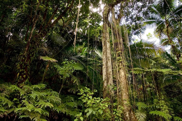 Una selva densa con árboles altos y helechos exuberantes.