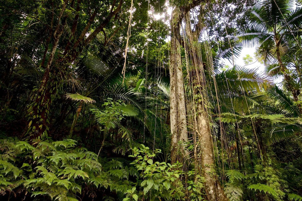 Ein dichter Regenwald mit hoch aufragenden Bäumen und üppigem Farn.