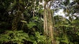 A dense rainforest with tall trees and lush ferns.