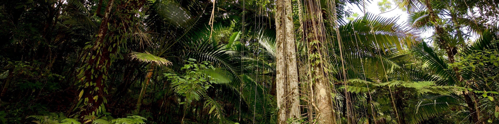 Una selva densa con árboles altos y helechos exuberantes.