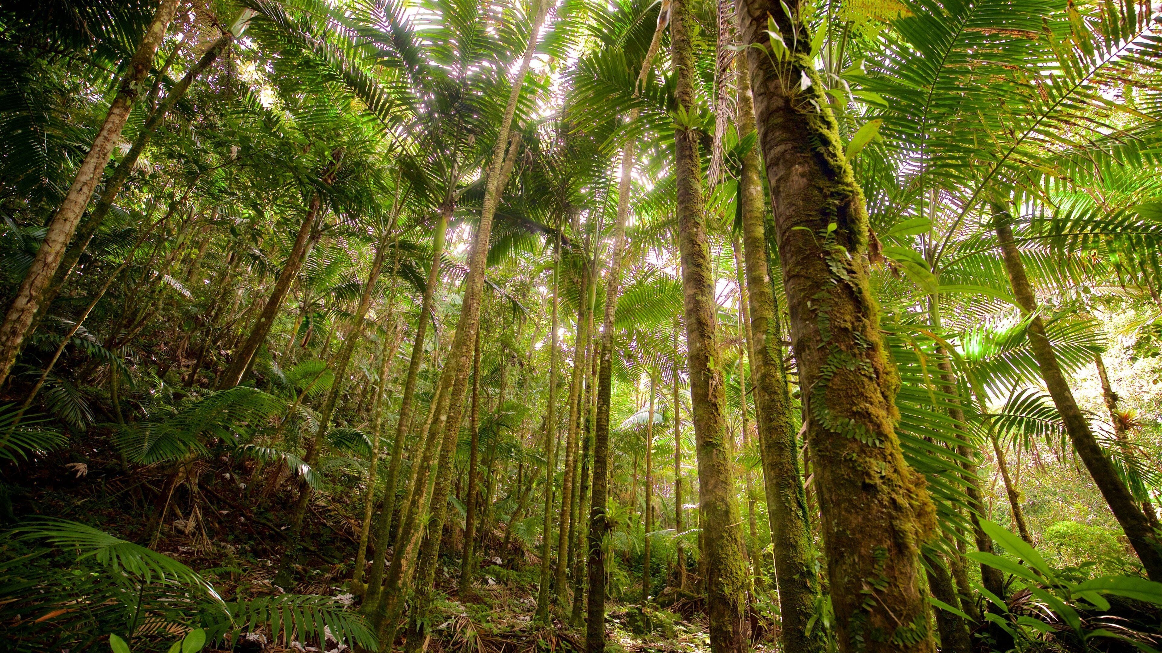 El Yunque National Forest which includes forests