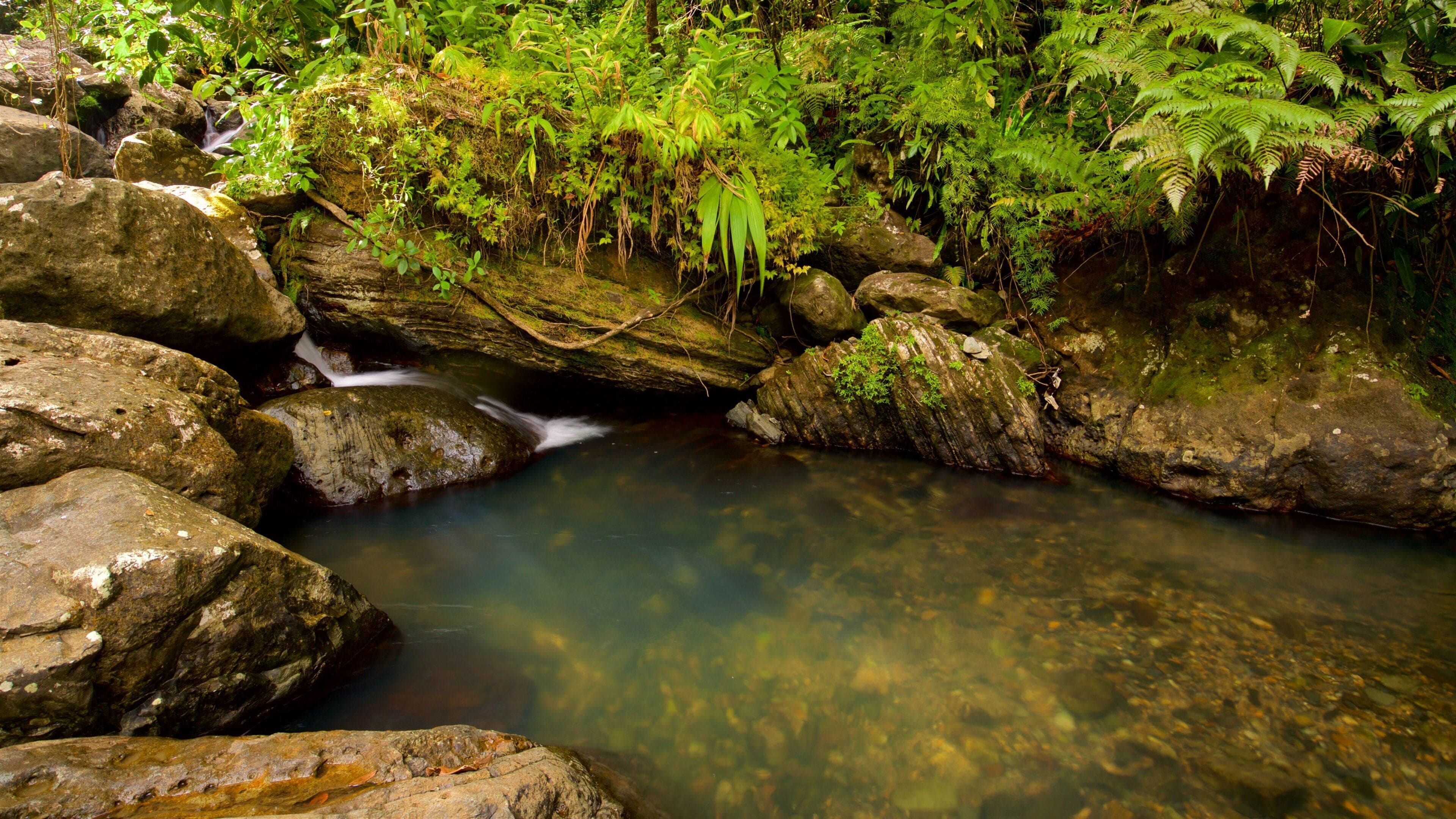 El Yunque National Forest