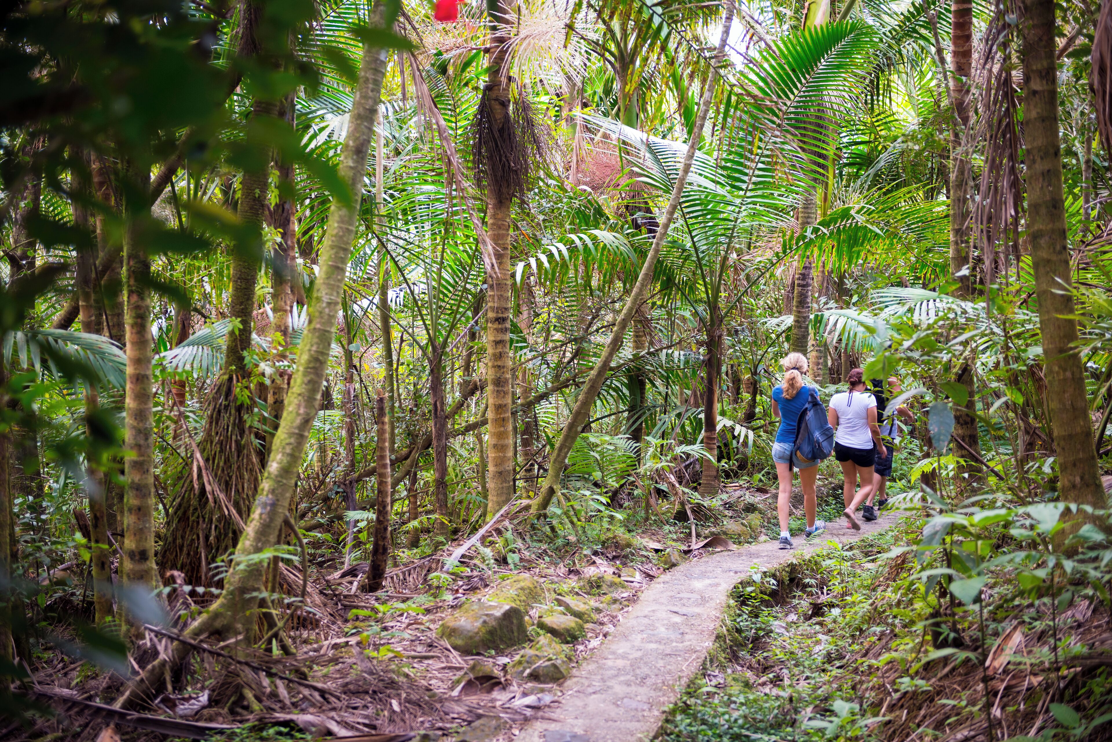 Three people walking on a path at El Yunque National Forest in Puerto Rico. El Yunque is the only tropical rainforest in the U.S. National Forest system.