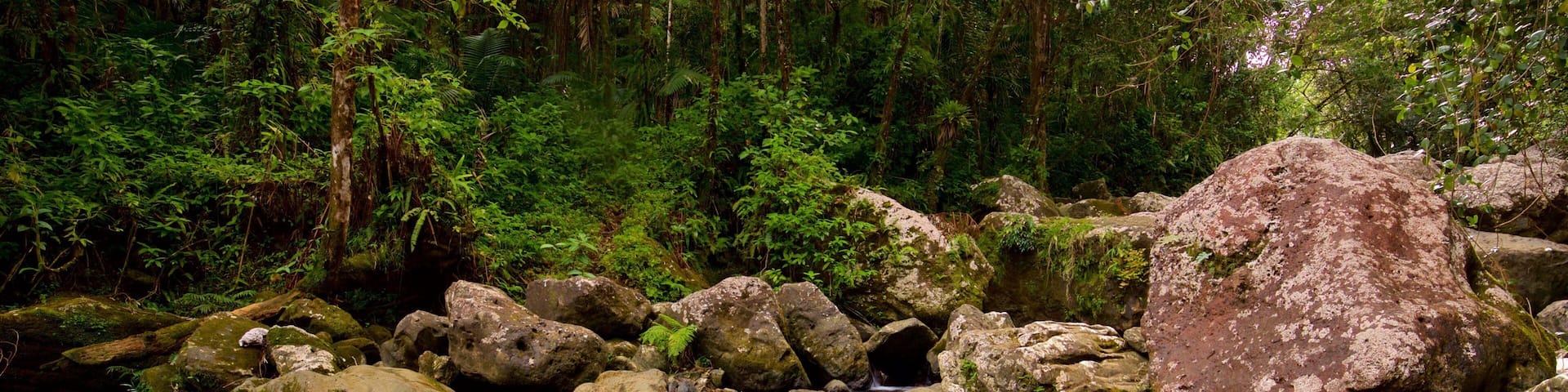 El Yunque National Forest
