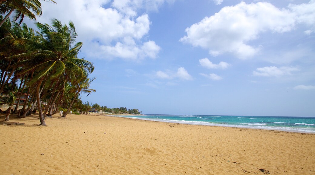 Azul Beach featuring a beach and tropical scenes